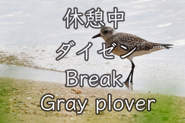 【癒やし】ダイゼンお休み中 BREAK Gray plover Break