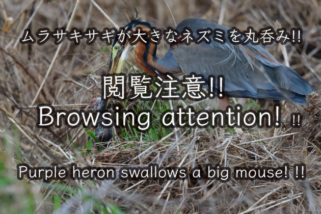 ムラサキサギが大きなネズミを丸呑み!! Purple heron preys on a large rat