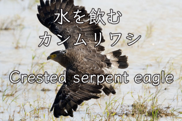 水を飲むカンムリワシ！！Crested serpent eagle