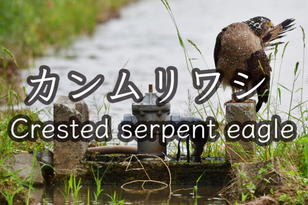 カンムリワシ Crested serpent eagle 野鳥撮影