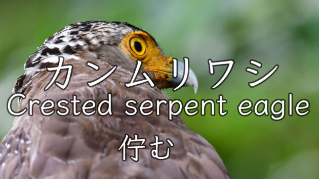 ただ佇むだけのカンムリワシ Crested serpent eagle