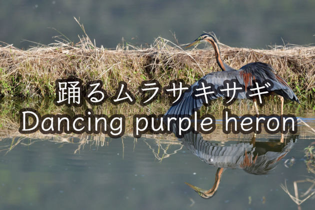 踊るムラサキサギ！！ Dancing purple heron!!