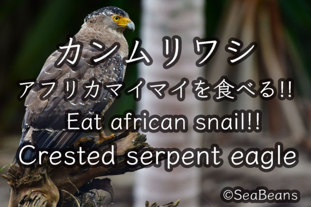 カンムリワシ アフリカマイマイを食べる！！Crested serpentine Eat african snail!!