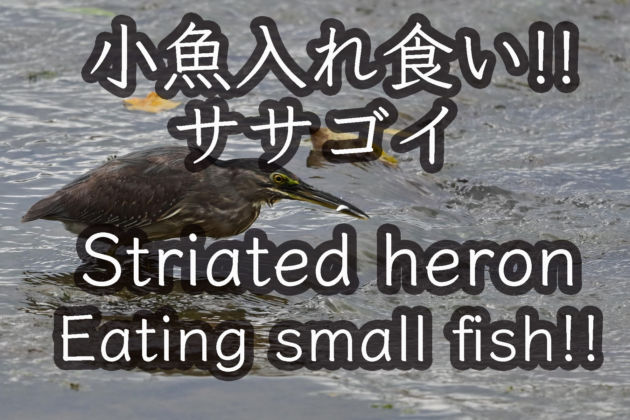 ササゴイ 小魚入れ食い!! Striated heron Eating small fish!!