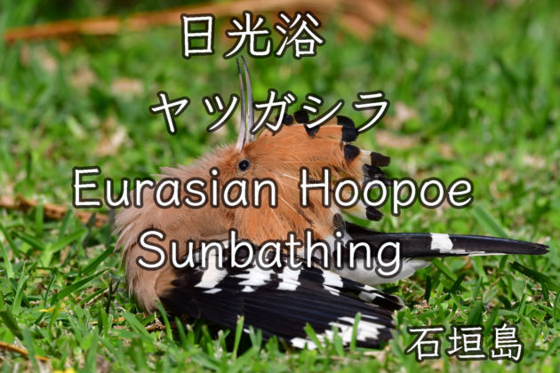 ヤツガシラ 日光浴 餌探し Eurasian Hoopoe Sunbathing Finding food