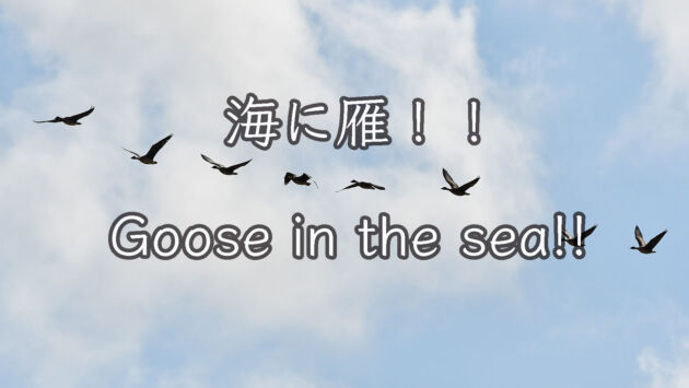 【海に雁】海の中にヒシクイ８羽（オオヒシクイ）すぐに飛び立ちました！！Bean goose in the sea　