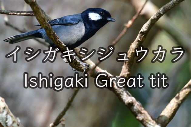 イシガキシジュウカラ!  Ishigaki Great tit !