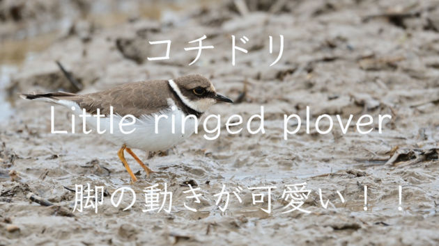 脚の動きが可愛いコチドリ！！Little ringed plover