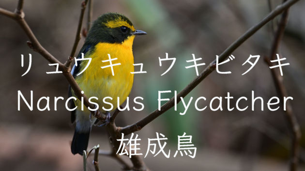 リュウキュウキビタキ 雄成鳥 Narcissus Flycatcher