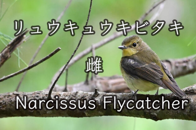 リュウキュウキビタキ 雌 Narcissus Flycatcher