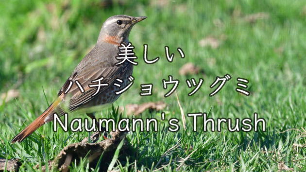 【美しい鳥】ハチジョウツグミ Naumann's Thrush