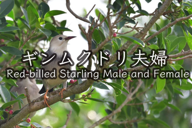ギンムクドリ夫婦! Red-billed Starling Male and Female!