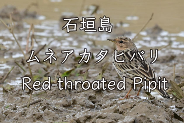 ムネアカタヒバリ Red-throated Pipit