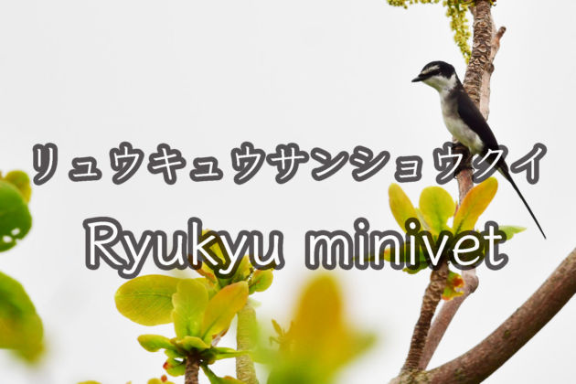 リュウキュウサンショウクイ!  Ryukyu minivet !