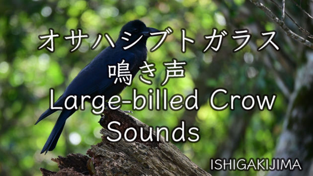 オサハシブトガラス 鳴き声 Large-billed Crow Sounds