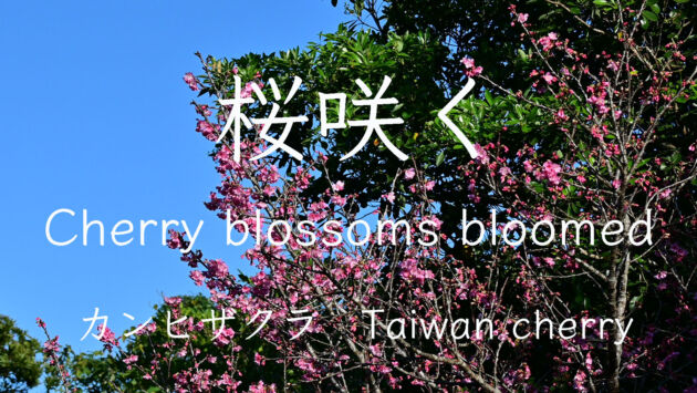 【桜咲く】寒い時期に咲くカンヒザクラが咲きました。