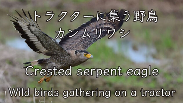 トラクターに集まる野鳥たち カンムリワシ Crested serpent eagle