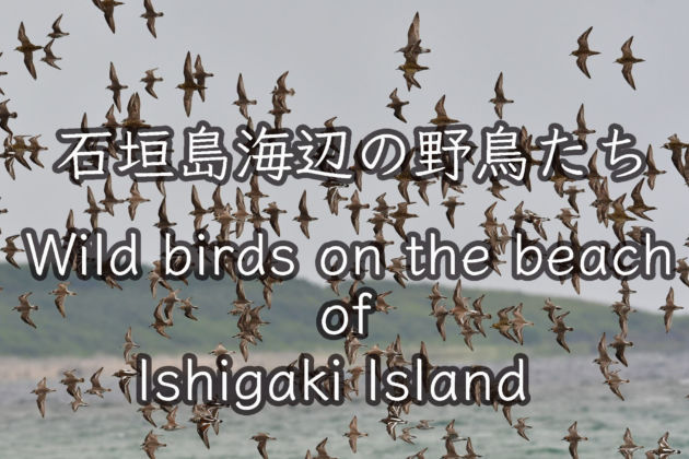 石垣島 海辺の野鳥たち! Wild birds on the beach of Ishigaki Island !