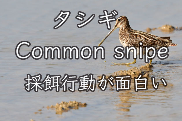 【地を刺すクチバシ】タシギ Common snipe
