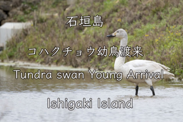 石垣島では迷鳥！！コハクチョウ幼鳥1羽渡来。Young Tundra swan came to  Ishigaki Island.