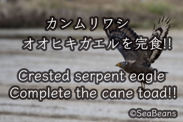 カンムリワシ 特定外来種オオヒキガエルを捕食!! Crested serpent eagle Cane toad complete
