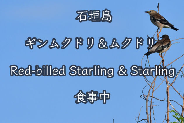 ギンムクドリ&ムクドリ 食事中 Red-billed Starling&Starling During meals