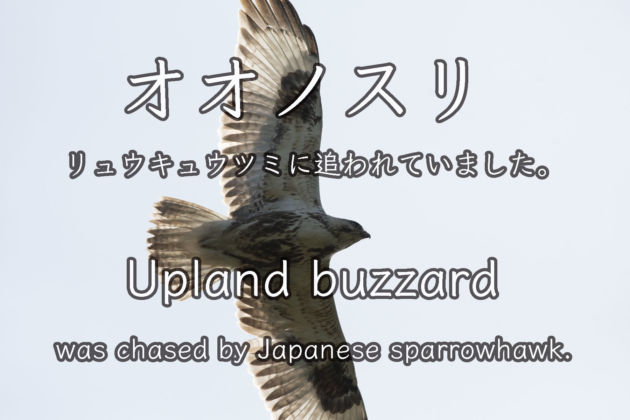 オオノスリ Upland buzzard