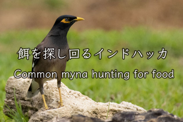 餌を探し回るインドハッカ!  Common myna hunting for food!