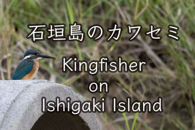 石垣島のカワセミ Kingfisher on Ishigaki Island