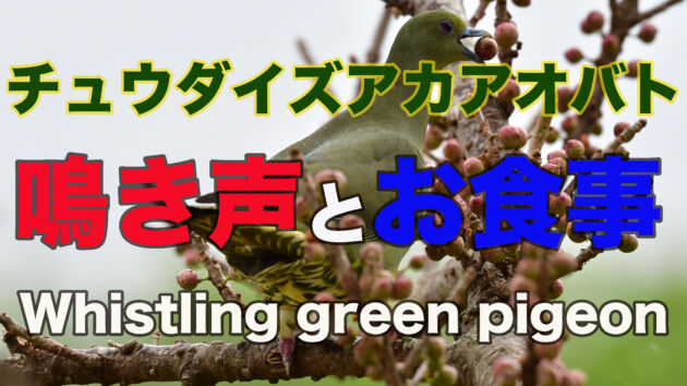 【鳴き声と食事】チュウダイズアカアオバト、シャッター音が耳障りです！！ Whistling green pigeon