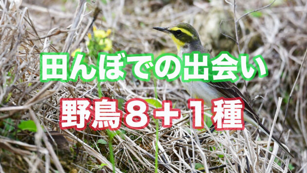 【田んぼの鳥たち8種】2月の田んぼで出会った鳥の一部を紹介！！
