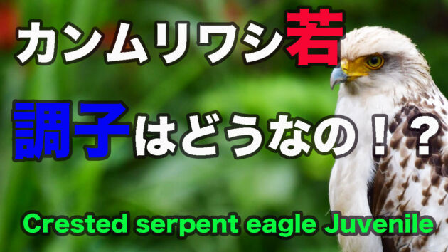 【元気無さそう】カンムリワシ若 Crested serpent eagle juvenile