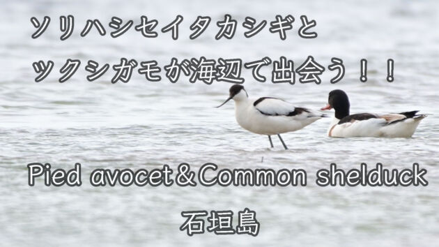 【ASMR 波の音 】ソリハシセイタカシギとツクシガモが海辺で出会う！！Pied avocet＆Common shelduck