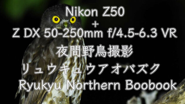 石垣島のかわいいフクロウ！リュウキュウアオバズク。Ryukyu Northern Boobook /Ryukyu Brown Hawk-Owl