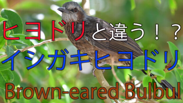 【違いが判る？】石垣島のヒヨドリはイシガキヒヨドリ Brown eared Bulbul