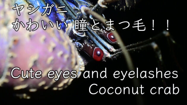 【かわいい瞳とまつ毛】絶滅危惧II類 ヤシガニ Coconut crab