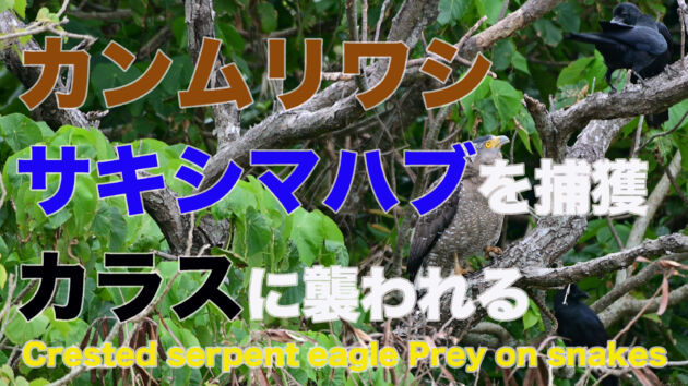【ハブ捕食】カンムリワシがサキシマハブを捕獲！！Crested serpent eagle Prey on snakes