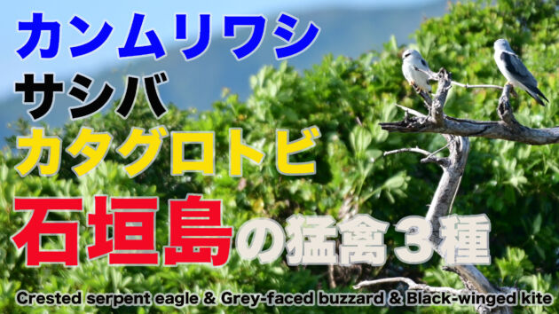 【猛禽類３種】カンムリワシ、サシバ、カタグロトビ Crested serpent eagle Grey-faced buzzard Black-winged kite