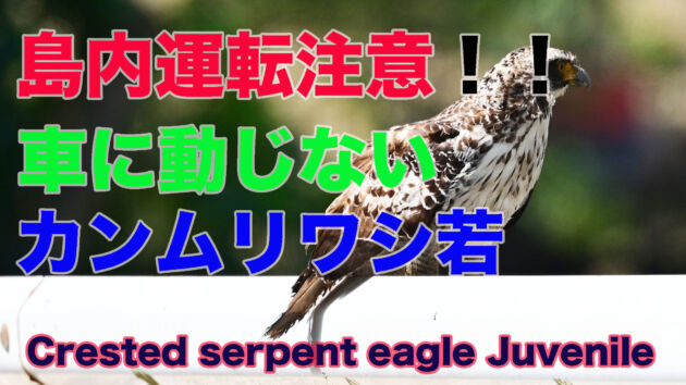 【島内運転注意】車に動じないカンムリワシ Crested serpent eagle  juvenile