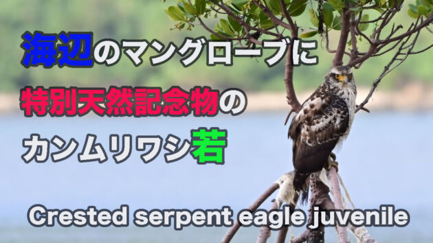 【特別天然記念物】海辺のマングローブにカンムリワシ若が止まっていました。Crested serpent eagle juvenile