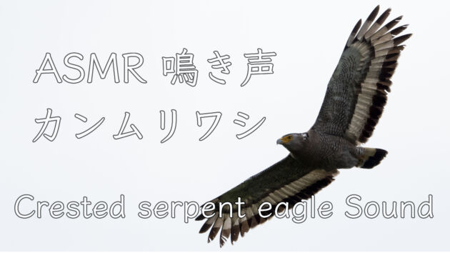 カンムリワシ 警戒鳴き 一鳴きのみ　Crested serpent eagle Sound