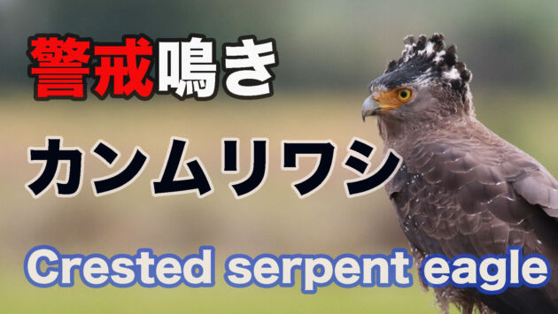 【警戒鳴き】ひと声のみ、カンムリワシ　Crested serpent eagle Sound