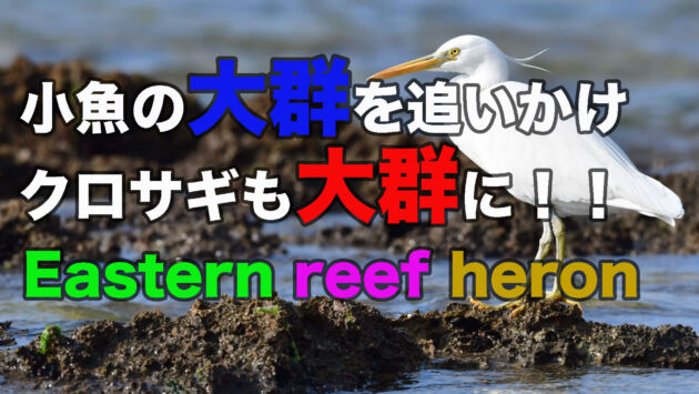 【大群を追う大群】小魚の群れを追うクロサギとカワウたち　Eastern reef heron
