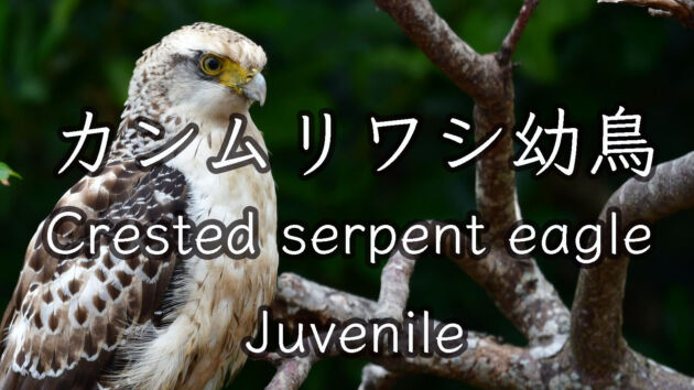 カンムリワシ幼鳥 のんびり休憩中 Crested serpent eagle Juvenile