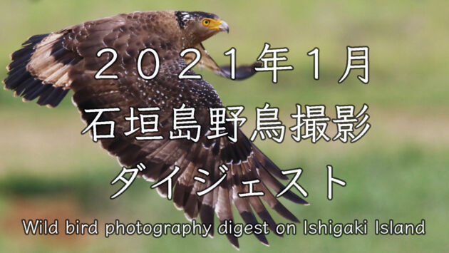 ２０２１年１月に石垣島で撮影した野鳥たち！！