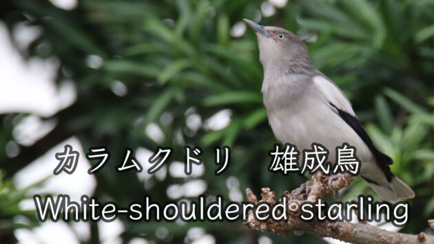 【白班が特徴】カラムクドリ雄！ White shouldered starling
