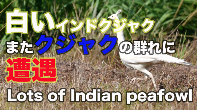 【白いクジャク】散歩していたらクジャクの群れにまた遭遇！！Lots of Indian peafowl