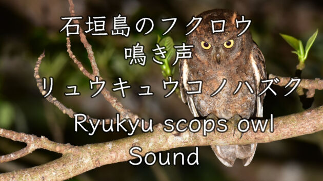 【鳴き声】石垣島のフクロウ リュウキュウコノハズク Ryukyu scops owl