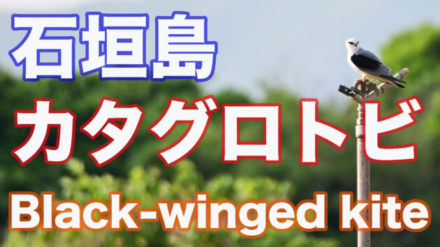 【カッコいい猛禽類】カタグロトビ 止まりと飛翔 Black-winged kite