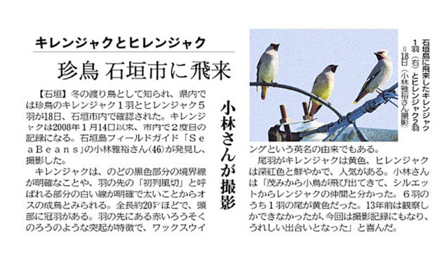 沖縄タイムス　２月２７日朝刊　キレンジャクとヒレンジャク　珍鳥石垣市に飛来